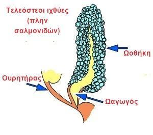 ΓΝΩΡΙΜΙΑ
