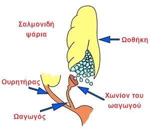 ΨΑΡΙ ΟΙ