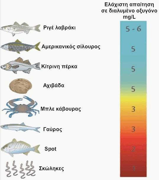 ΕΛΑΧΙΣΤΕΣ ΑΠΑΙΤΗΣΕΙΣ ΟΞΥΓΟΝΟΥ ΔΙΑΦΟΡΩΝ ΕΙΔΩΝ Morone saxatilis Clupea harengus Perca flavescens Mercenaria mercenaria Callinectes sapidus
