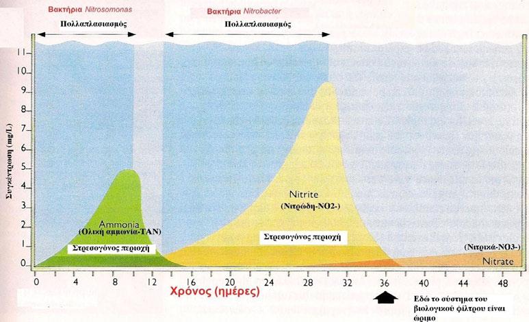 Για να ρυθμιστεί πλήρως ένα βιολογικό φίλτρο