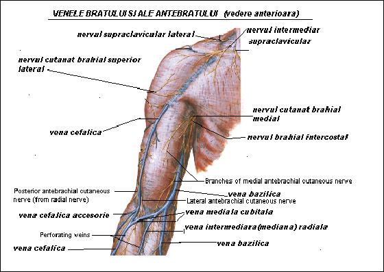 Nu se utilizează această cale pentru administrarea substanţelor liposolubile (risc de embolie grăsoasă pulmonară) şi se evită administrarea substanţelor iritante (risc de producere a fiebitelor).