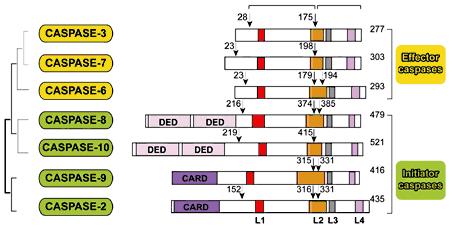 (cystein dependent-aspartate-specific proteases=caspases), που ονομάζονται κασπάσες και αποτελούν τα κύρια εκτελεστικά μόρια της απόπτωσης Εικόνα 9. Οικογένεια ανθρώπινων κασπασών.