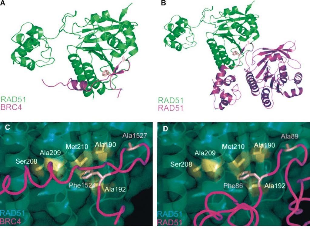 Εικόνα 31. Τα μοντέλα για την διεπαφή RAD51-BRC 4 και RAD51-RAD51. Α) Παρουσίαση κορδέλας του Α.Δ.Σ.