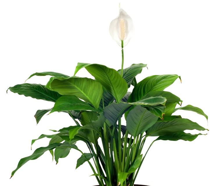 Altar Guild News Lent begins on February 19th and there are many beautiful services that require wreaths and flowers.