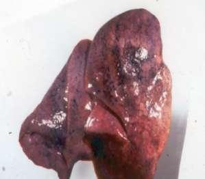 Διάφτση Aspergillosis Lung Stomach Liver A