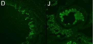 Pathogenesis of an Avian H5N2 and a Swine