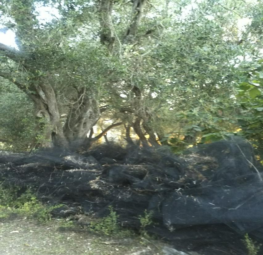 Ο επισκέπτης μπορεί να γνωρίσει διαχρονικά τις τρεις φάσεις επεξεργασίας της ελιάς για την παραγωγή του λαδιού και να δει εργαλεία, αγγεία και σκεύη της αγροτικής ζωής καθώς και φωτογραφικό υλικό.