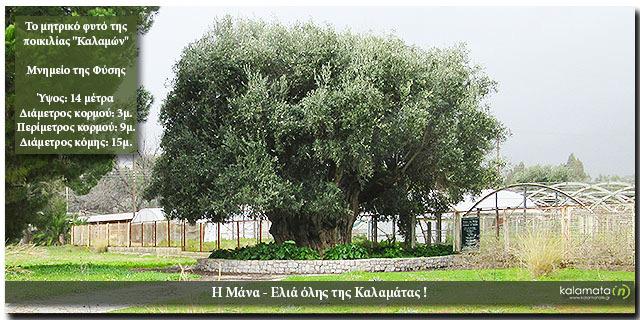 3. Η ΕΛΙΑ ΚΑΛΑΜΩΝ 3.