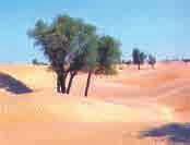الص صه راء وموقعها
