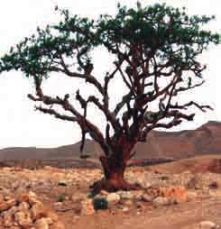 ويتغ ذى وينمو ويتكاثر ويموت.