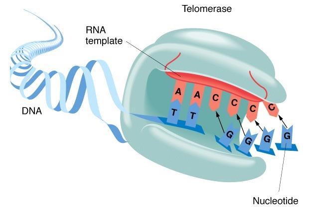 Δομή τελομεράσης Ριβονουκλεοπρωτεϊνικό σύμπλοκο Πολύπλοκη διάταξη Απαραίτητα συστατικά: καταλυτική υπομονάδα (htert χρωμόσωμα 5) και δομικό RNA (hterc