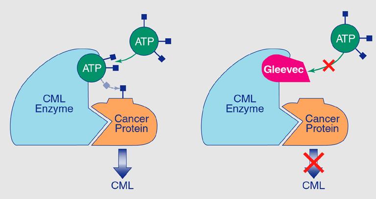 Inhibitori tumorogeneze i angiogeneze -Bcr-Abl kinaza (CML enzim): nastaje fuzijom BCR i ABL, specifična za kancerske ćelije Imatinib (Gleevec) -alosterni inhibitor LEKVI KJI DELUJU A LIERGIČKU