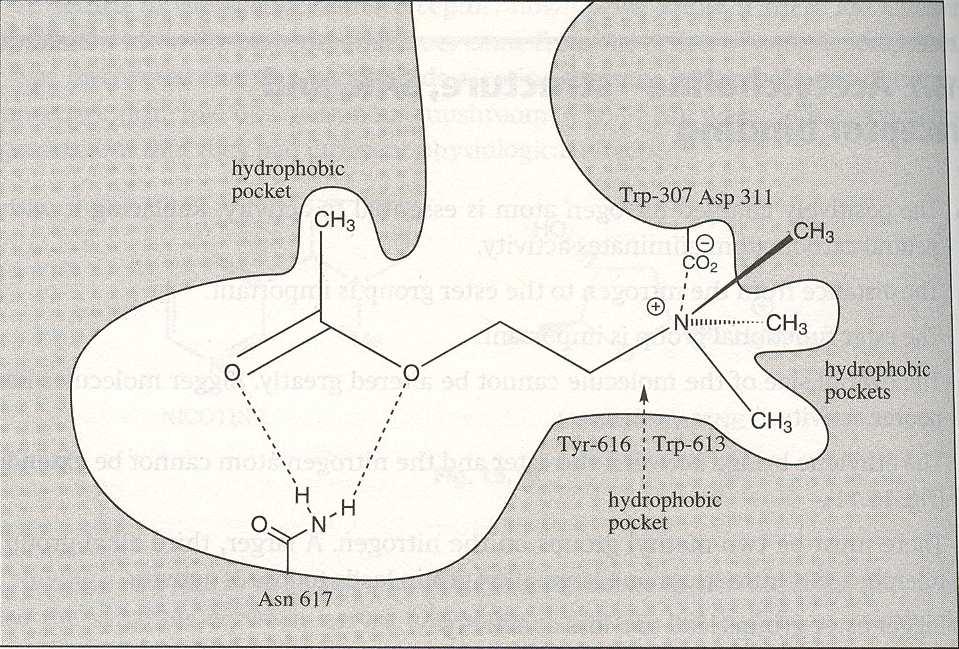 olinergički receptori - muskarinski receptor Interakcije Ac sa muskarinskim receptorom: -estarska grupa --veze -C 3 - mali hidrofobni džep -Me + grupa - veliki hidrofobni džep - - jonske