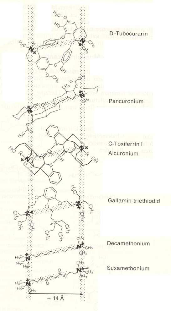Antagonisti nikotinskih receptora 3 C + C 3 C 3 2 Cl - 3 C + C 3 tubokurarin