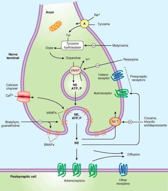 Mehanizam dejstva adrenalina i noradrenalina Aktivacija α 1 receptora: -aktivacija fosfolipaze C -sekundarni transmiteri: IP 3, DAG, PIP 3 -oslobañanje Ca ++ -kontrakcija glatke muskulature: