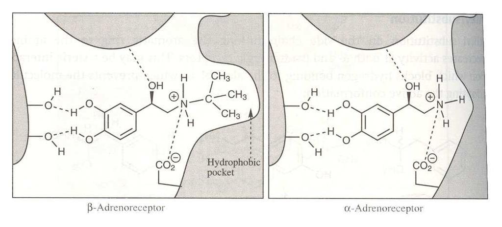 Selektivnost na α/β adrenergičke receptore Uslov za selektivnost: β-adrenergički receptor α-adrenergički receptor --alkil supstitucija povećanje -alkil supstituenta - povećana selektivnost na β