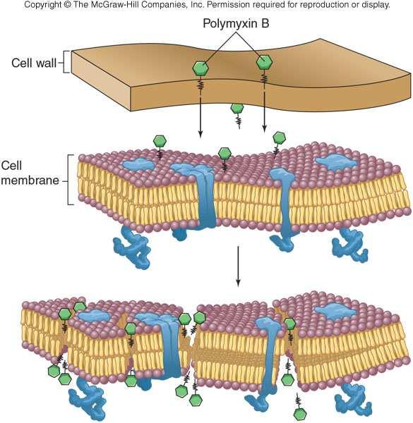 Dezintegracija ćelijske membrane valinomicin gramicidin Val-Gly-Ala-Leu-Ala-Val-Val-Val-Trp-Leu-Trp-Leu- Trp-Leu-Trp--C 2 -C 2 - gramicidin