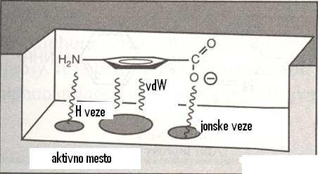 Penicilini: uslov za dejstvo PEICILII R C CEFALSPRII β-laktam 7 8 6 5 S 4 1 3 2 C R uslov za dejstvo penicilina (na aktivno mesto transpeptidaze): -β-laktamski prsten (interakcija sa serina)