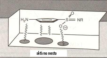penicilina) -bočni acilamino lanac cefalosporini: isti mehanizam dejstva na transpeptidazu Ciljno mesto: dihidropteroat sintetaza Ciljno mesto: dihidropteroat sintetaza Uloga enzima: sinteza
