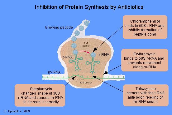 IIBICIJA SITEZE PRTEIA RIFAMPICI -vezuje se za RK polimeraze -inhibira sintezu RK Sinteza peptida LRAMFEIKL -vezuje se za 50s podjedinicu ribozoma -inhibira transfer peptidnih lanaca ERITRMICI