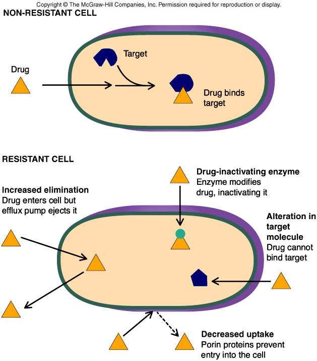 rezistentne infekcije Rezistencija na antibiotike erezistentna ćelija Lek Ciljno mesto Vezan Lek Rezistentna ćelija pretpostavljeni