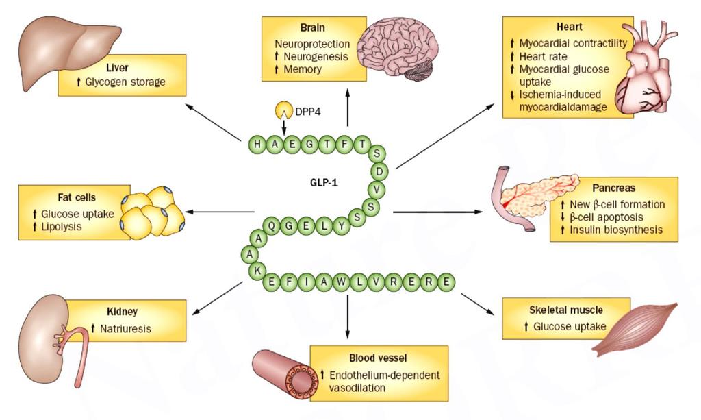 Additional non-glycaemic effects of GLP-1 Meier