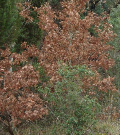 Quercus spp. (Οικογένεια: Fagaceae) Quercus aegilops, Q. pubescens, Q. macedonicus Δρυς ή Βελανιδιά Η βελανιδιά είναι το κατ' εξοχήν δένδρο των Εθνικών μας Δρυμών.