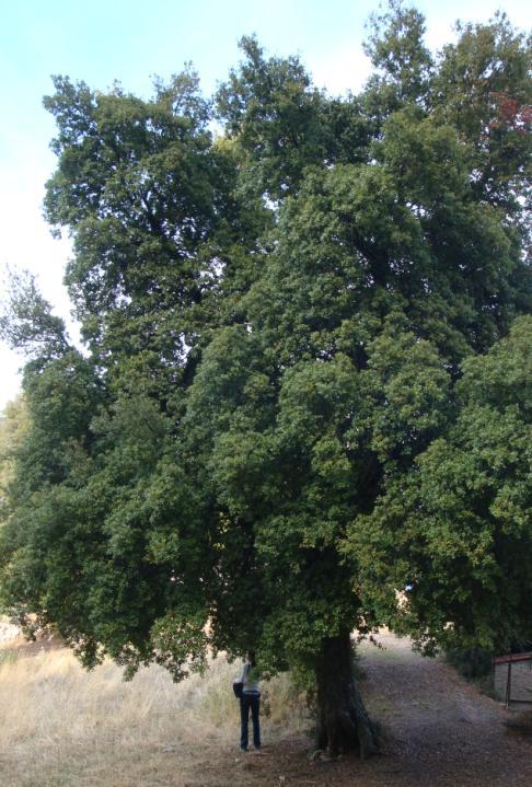 Quercus coccifera Πουρνάρι Το πουρνάρι φύεται ως αειθαλής θάμνος ή μικρό δέντρο ύψους 1-6 m ανάλογα με τις συνθήκες που μεγαλώνει κι έχει ευρεία εξάπλωση στην περιοχή της Μεσογείου.