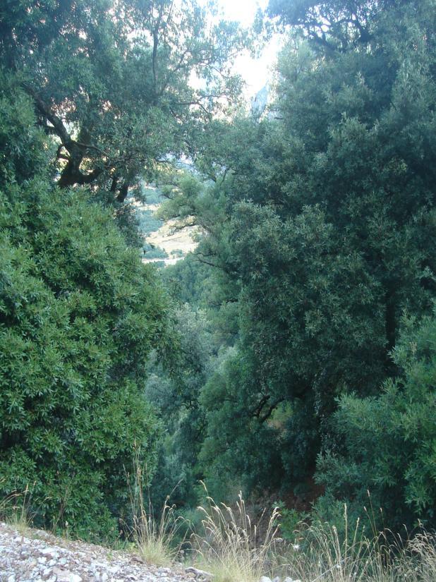 Quercus ilex Αριά Η Αριά ανήκει στα αειθαλή, βραδείας ανάπτυξης δένδρα και αναπτύσσεται εκτός των ημιορεινών περιοχών της