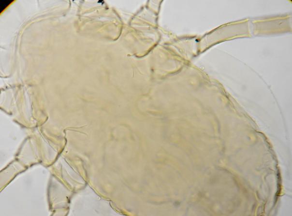 T. peculiaris και τμήμα του
