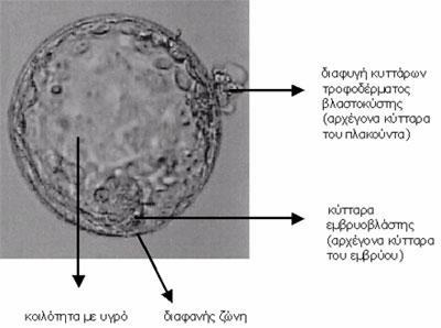 Η τρύπα στην διαφανή ζώνη γίνεται με μικροχειρισμό του εμβρύου και δημιουργείται είτε μηχανικά με βελόνα, με χημικά μέσα ή με laser.