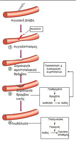 ΜΕΙΩΣΗ