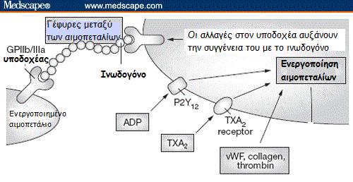 Ανταγωνιστές του υποδοχέα GPIIb/IIIa Αμπσιξιμάμπη (REOPRO) Τιροφιμπάνη (AGGRASTAT) Επτιφιμπατίδη (INTEGRILIN) Η ενεργοποίηση του αιμοπεταλιακού γλυκοπρωτεϊνικού υποδοχέα GPIIb/IIIa και η πρόσδεση σε