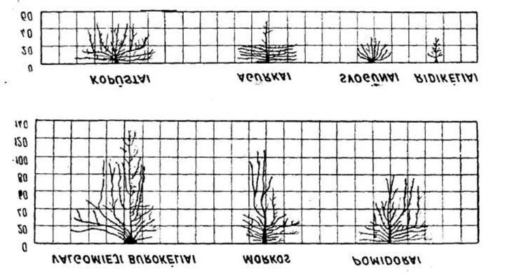7.1 pav. Daržovių šaknų išsivystymo schemos išreiškiamas m 3 /ha. Liejimo normą taip pat galima matuoti vandens, tolygiai paskirstyto laistomos žemės paviršiuje, sluoksnio storio milimetrais.