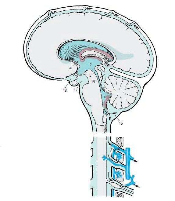 1. Πλάγιεσ κοιλίεσ 2. 3 θ κοιλία 3. 4 θ κοιλία 4. Μεςοκοιλιακό τριμα Monro 5. Τδραγωγόσ Sylvius 16.