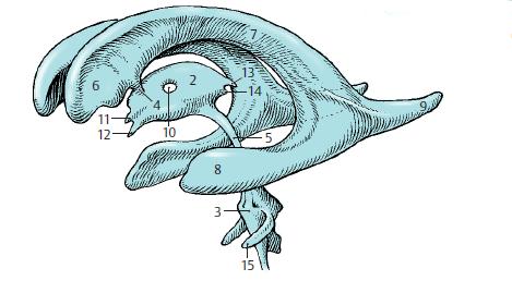 2. 3 θ κοιλία: 3. 4 θ κοιλία 4. Μεςοκοιλιακό τριμα Monro 5. Τδραγωγόσ Sylvius 6. Μετωπιαίο κζρασ 7. ώμα κοιλίασ 8. Κροταφικό κζρασ 9.