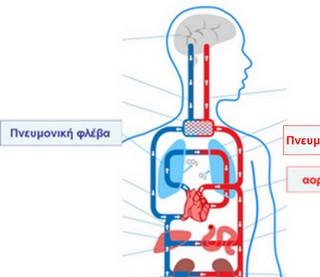 Το κυκλοφορικό σύστημα Τα αγγεία που ξεκινούν από την αριστερή κοιλία είναι με τη σειρά: η αορτή, οι κύριες αρτηρίες, τα αρτηρίδια, το τριχοειδικό σύστημα (όπου και γίνεται το κύριο μέρος της