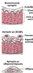 Δομή των αγγείων Μέση Πίεση