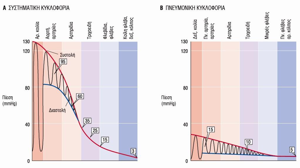 Η φυσιολογική συστολική πίεση είναι 120 mmhg και η διαστολική περίπου 80 mmhg.
