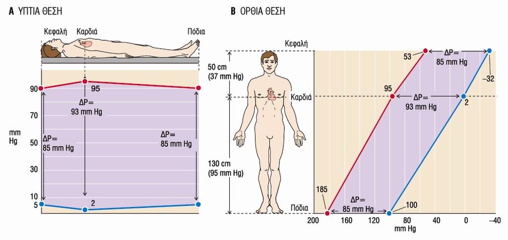 Η βαρύτητα επηρεάζει την πίεση του αίματος στο σώμα μας. Η τιμή της διαστολικής πίεσης είναι περίπου 80 mmhg.