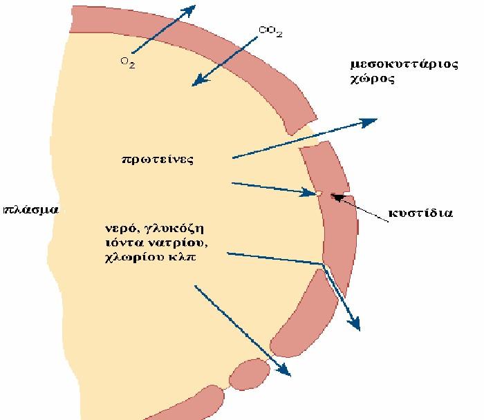 Αυτό δεν συμβαίνει στα τριχοειδή, πολλά από τα οποία έχουν διάμετρο 5 με 6 μm, ενώ η διάμετρος των