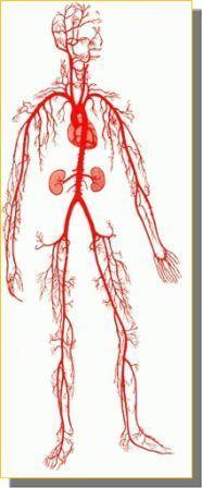 Фракталне структуре у нашем телу Део система за крвоток такође има фракталну структуру.