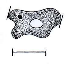 8 AFDELING B VRAAG 2 2.1 Bestudeer die onderstaande diagram van n vergrote Amoeba. AMOEBA 4 μm 2.1.1 Bepaal die lengte van die Amoeba aangetoon, in mm. (1) 2.1.2 Bepaal die lengte van die lynskaal in mm.
