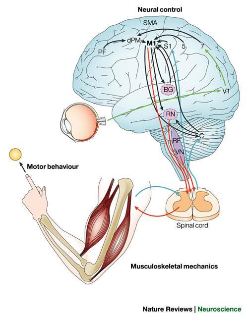 Ο νωτιαίος μυελός περιέχει τα σώματα των κινητικών νευρώνων Το εγκεφαλικό στέλεχος τροποποιεί τους κινητικούς νευρώνες του νωτιαίου μυελού με τις έσω και έξω