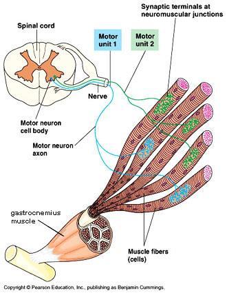 Κινητική μονάδα: Ο κινητικός νευρώνας και οι μυϊκές ίνες που νευρώνει Κάθε μυϊκή ίνα νευρώνεται από ένα μόνο κινητικό νευρώνα