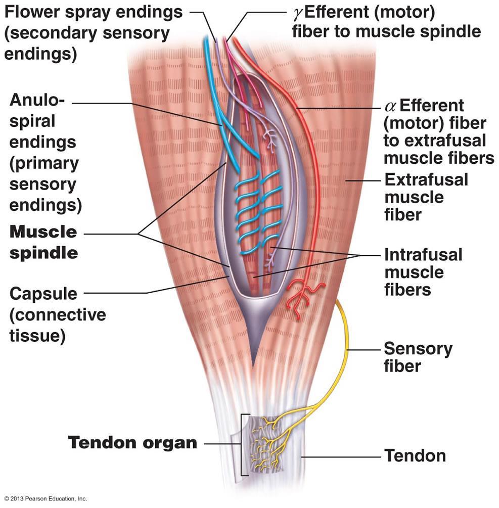 Το ΚΝΣ χρειάζεται πληροφορίες για το μήκος των μυών και τις δυνάμεις που παράγονται Οι