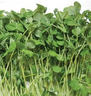 MICROGREENS