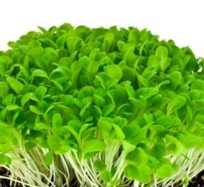 ΡΟΚΑ / ARUGULA 5.