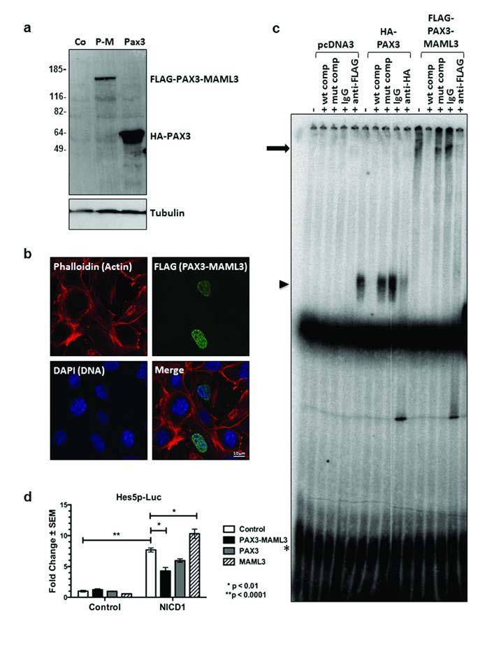 Supplementary Figure 2. The PAX3-MAML3 fusion protein localizes to the nucleus and binds DNA.