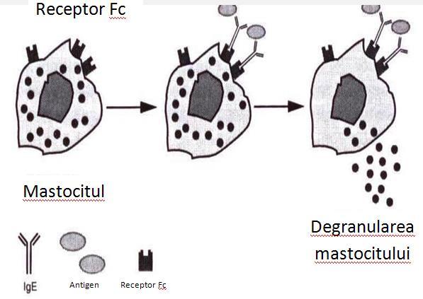 Degranularea mastocitelor Curs 11 -